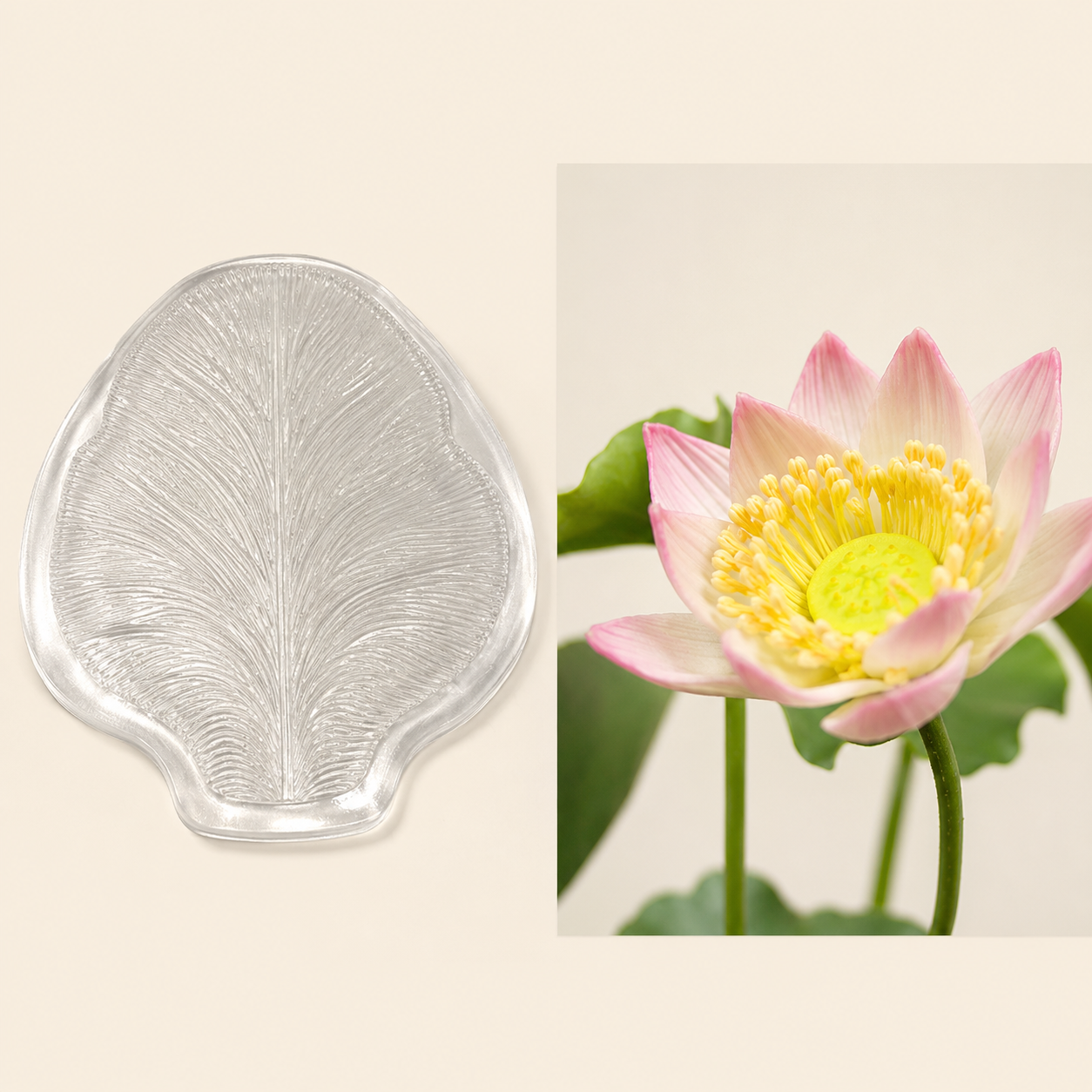Lotus Leaf Mold product photo